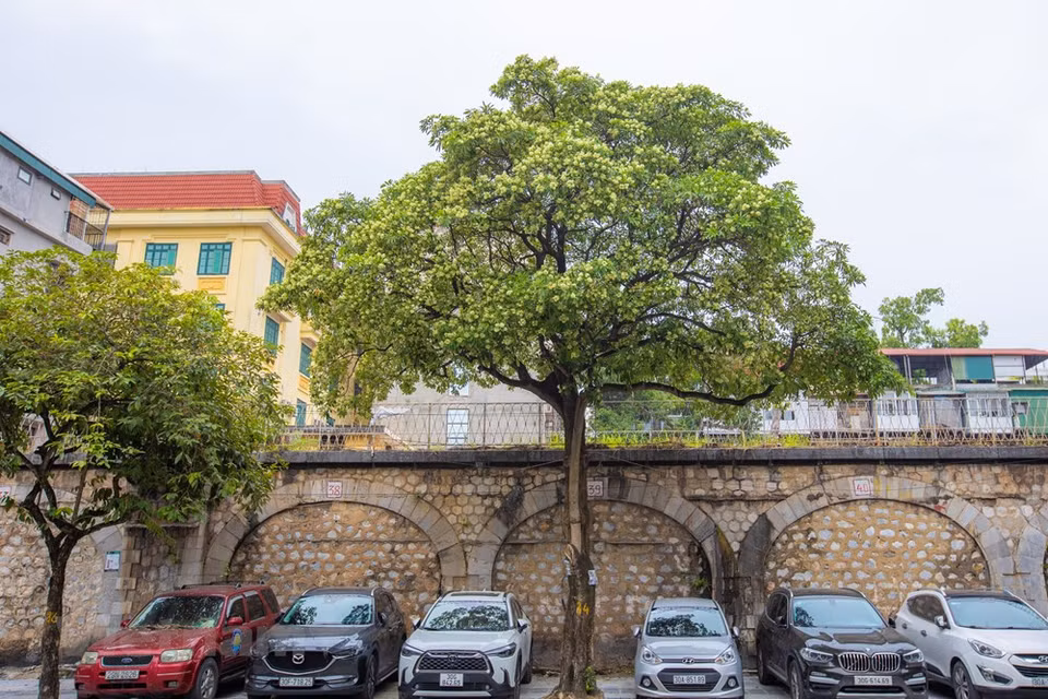 Al contemplar los doseles de los árboles, encontrar las flores blancas puras y sentir el característico aroma apasionado de las flores de Alstonia scholaris, la gente se da cuenta de que Hanoi ha entrado en otoño, una de las estaciones más bonitas del año. Si les gusta esta temporada, quedarán encantados con la belleza serena, gentil, romántica y pacífica de esta ciudad. El otoño viene y se va, dejando a muchos desconcertados y con el deseo de que la temporada vuelva pronto. Al recordar el otoño de Hanoi, la gente no puede olvidar la belleza de las flores de Alstonia scholaris y su fragancia. Y es difícil no recordar el sentarse en una esquina determinada, tomar una taza de café y sentir el sabor propio del otoño de la capital milenaria de Vietnam (Foto: Vietnam +)