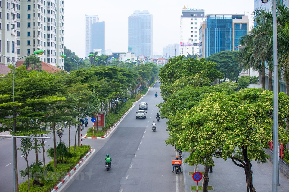 Al enumerar 100 razones para amar a Hanoi, nadie puede ignorar una 'peculiaridad' indispensable de la capital vietnamita: la flor de Alstonia scholaris. Se trata de una especie de árbol perteneciente a la familia Apocynaceae. Originaria de la India y del Sudeste Asiático, esta especie de árbol puede crecer hasta 40 metros de altura y es glabro. La corteza es de color gris. El haz de las hojas es brillante, mientras que el envés es grisáceo. La Alstonia scholaris es una flor típica de la capital vietnamita cada otoño. Su fragancia se ha convertido en un tema de nostalgia romántica entre los hanoienses que viven lejos de la ciudad durante mucho tiempo. (Foto: Vietnam +)