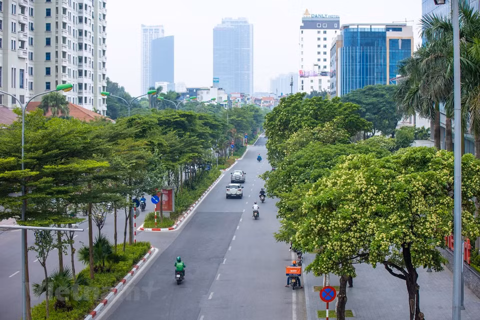 Al enumerar 100 razones para amar a Hanoi, nadie puede ignorar una 'peculiaridad' indispensable de la capital vietnamita: la flor de Alstonia scholaris. Se trata de una especie de árbol perteneciente a la familia Apocynaceae. Originaria de la India y del Sudeste Asiático, esta especie de árbol puede crecer hasta 40 metros de altura y es glabro. La corteza es de color gris. El haz de las hojas es brillante, mientras que el envés es grisáceo. La Alstonia scholaris es una flor típica de la capital vietnamita cada otoño. Su fragancia se ha convertido en un tema de nostalgia romántica entre los hanoienses que viven lejos de la ciudad durante mucho tiempo. (Foto: Vietnam +)