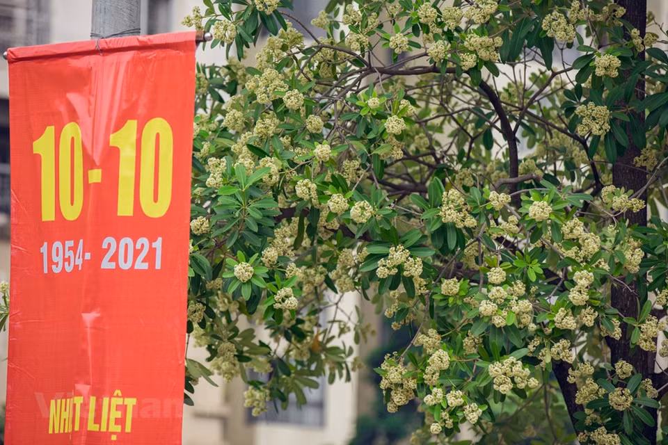 Un Hanoi con vientos suaves y fríos y el apasionado aroma de las flores de Alstonia scholaris que se esparcen por las calles, se ha convertido gradualmente en una parte indispensable y característica de la capital de Vietnam en los días de otoño. Aunque cada temporada tiene su propio atractivo, para los hanoienses el otoño es el más hermoso del año porque les recuerda los momentos más nostálgicos cuando viven lejos de su tierra ancestral. Las flores de Alstonia scholaris constituyen una ¨especialidad¨ del otoño de Hanoi. La floración del árbol de Alstonia scholaris comienza a cubrir las calles de Hanoi con su color blanco puro. La corta vida de estas flores trae una belleza repentina y diferente a la ciudad milenaria (Foto: Vietnam +)
