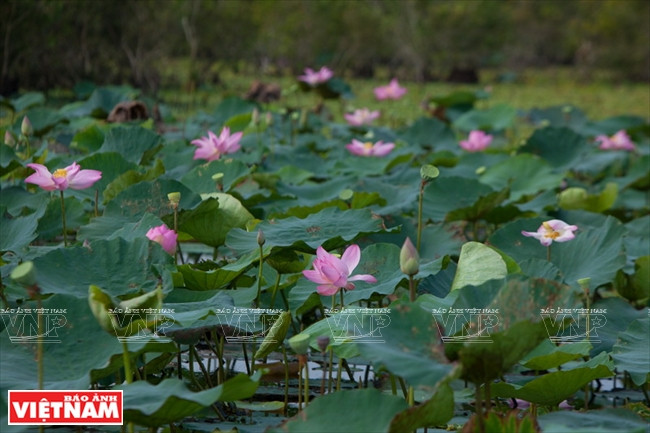 La laguna de loto es una atracción de la reserva natural (Fuente; VNA)