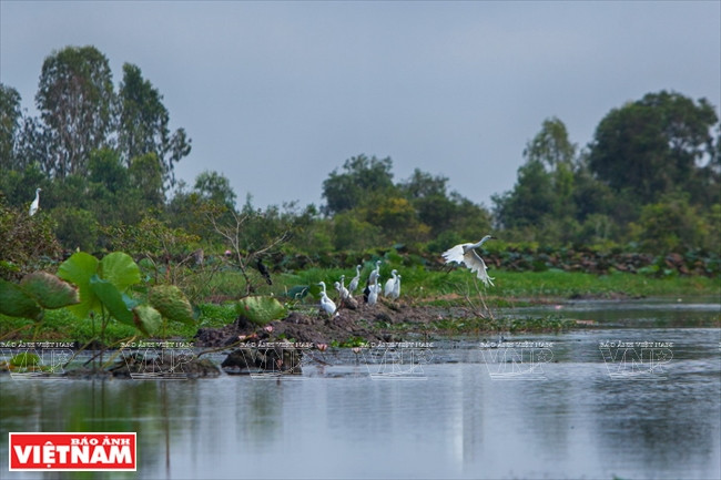 Lang Sen alberga a numerosas especies de aves, entre ellas variedades endémicas de Vietnam (Fuente: VNA)