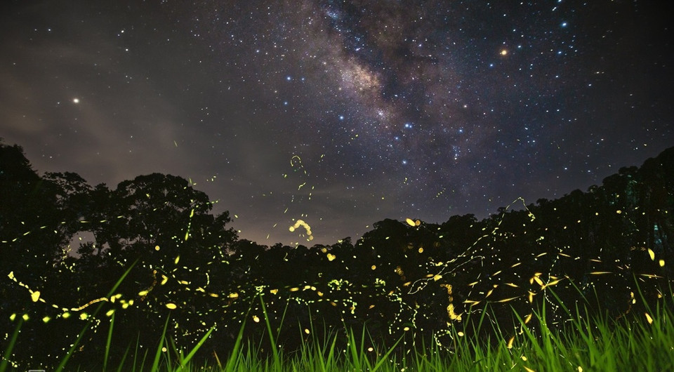 Imagen de la Vía Láctea en el cielo y la luz de las luciérnagas en el bosque (Fuente: vnexpress.net)