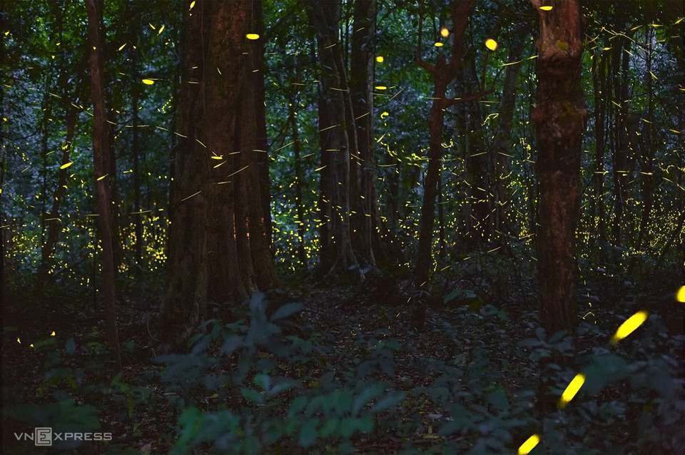 Luz brillante de las luciérnagas en un rincón del bosque (Fuente: vnexpress.net)