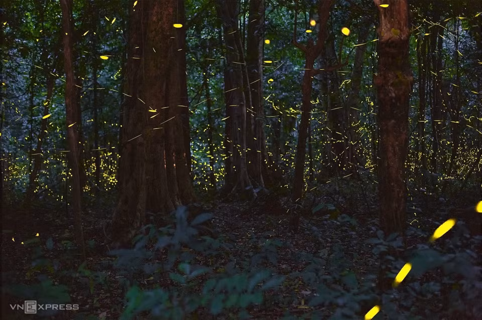 Luz brillante de las luciérnagas en un rincón del bosque (Fuente: vnexpress.net)