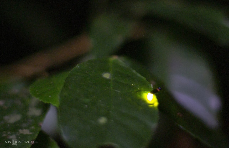 Las luciérnagas son insectos con cuerpos blandos y alas más rígidas que otros escarabajos, capaces de emitir una luz verdosa. El propósito por el que emiten luz es atraer presas y a su pareja durante la temporada de reproducción (Fuente: vnexpress.net)