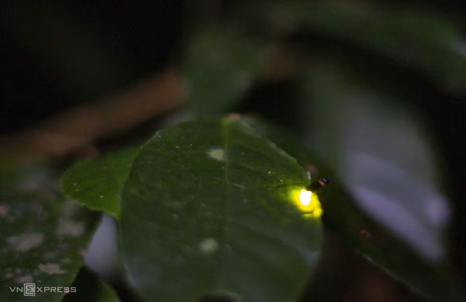 Las luciérnagas son insectos con cuerpos blandos y alas más rígidas que otros escarabajos, capaces de emitir una luz verdosa. El propósito por el que emiten luz es atraer presas y a su pareja durante la temporada de reproducción (Fuente: vnexpress.net)