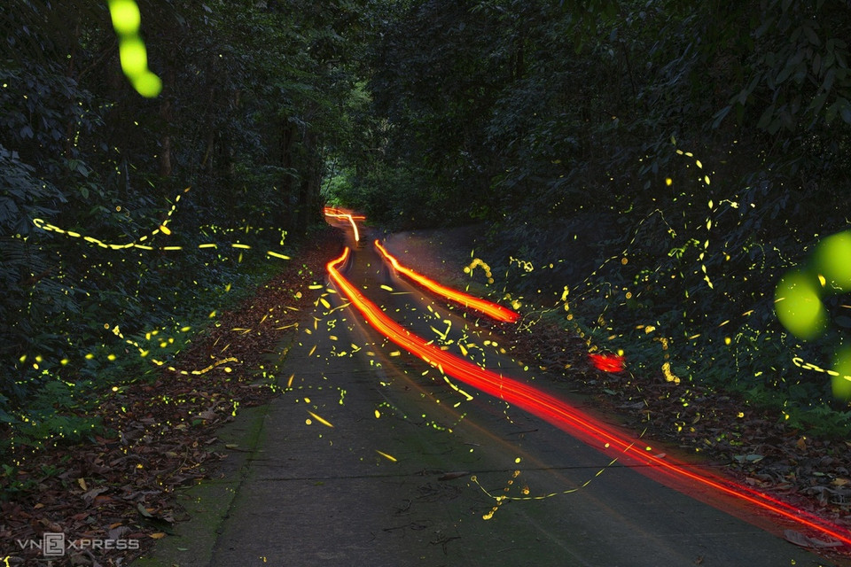 Cuando el sol desaparece gradualmente detrás de los árboles del bosque y cae la noche, los visitantes pueden admirar las luciérnagas volando en la noche de verano en el Parque Nacional de Cuc Phuong (Fuente: vnexpress.net)