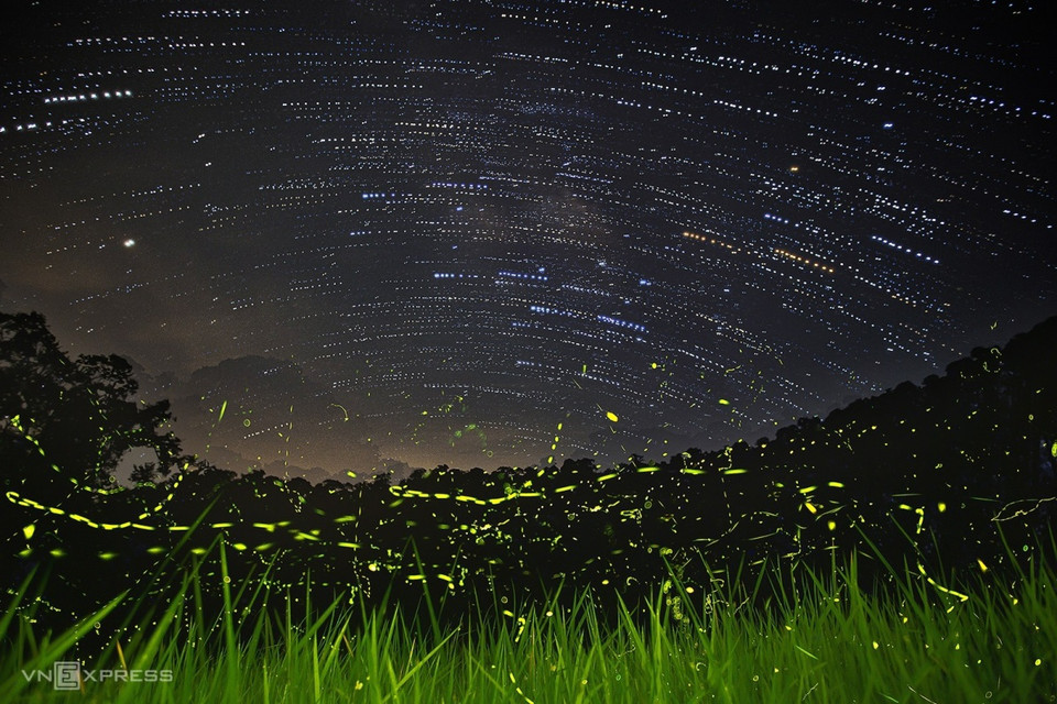 En la actualidad, debido a la influencia de los pesticidas, la rápida urbanización ha afectado el entorno de las luciérnagas en Vietnam, provocando una fuerte disminución de la población de esos insectos (Fuente: vnexpress.net)