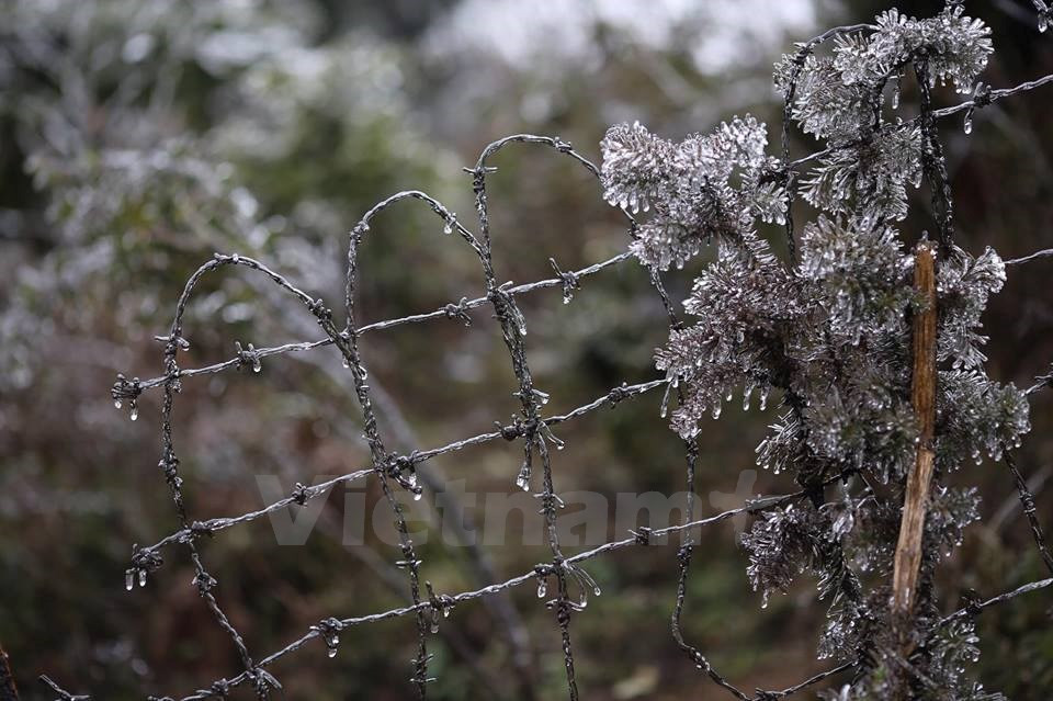 Aunque no se ha registrado temperatura baja en el paso O Quy Ho, las plantas allí aún están cubiertas ​de hielo. (Fuente: VNA)