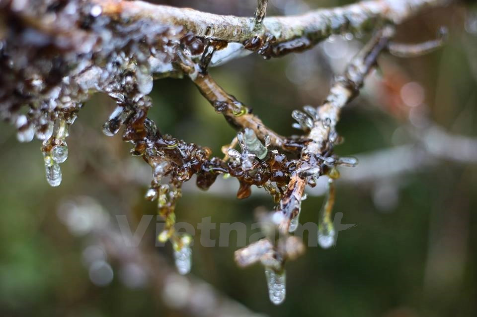 Plantas heladas en el paso O Quy Ho (Fuente: VNA)