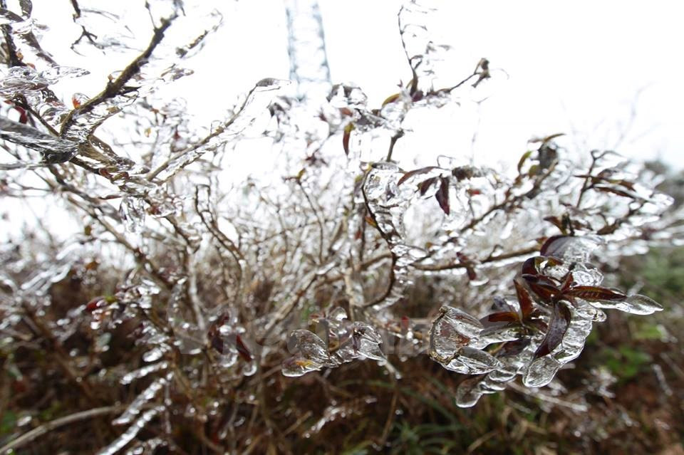 Plantas heladas en el paso O Quy Ho (Fuente: VNA)