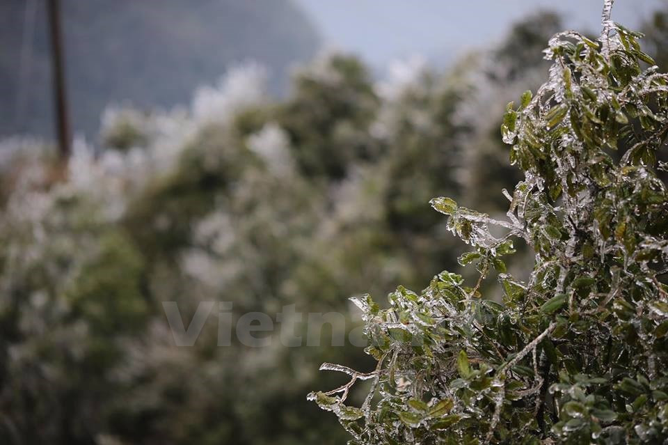 Plantas heladas en el paso O Quy Ho (Fuente: VNA)