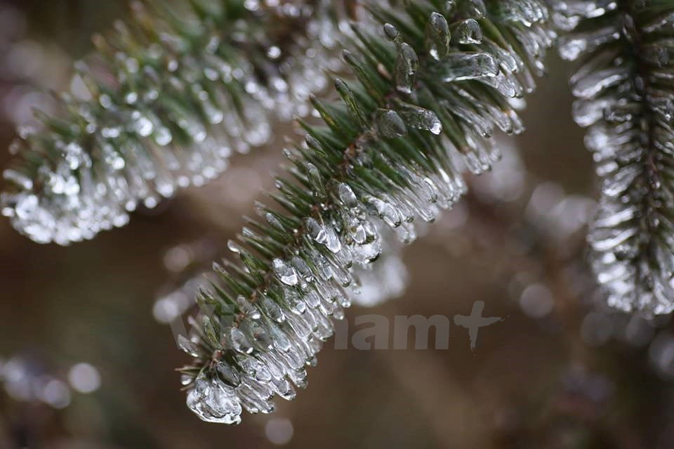 Plantas heladas en el paso O Quy Ho (Fuente: VNA)
