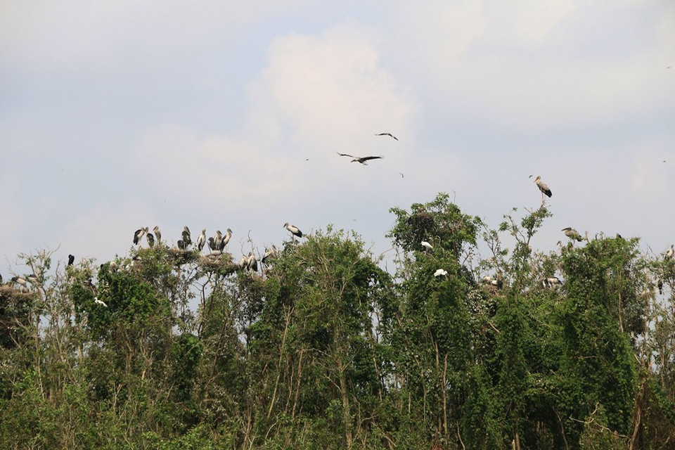 Las cigüeñas de pico abierto asiáticas, científicamente conocidas como Anastomus Oscitans, figuran en el Libro Rojo de Vietnam como una especie extremadamente rara. (Fuente: VNA)