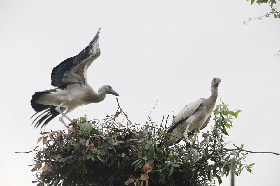 Las aves se ven principalmente en la región suroeste de Vietnam. (Fuente: VNA)