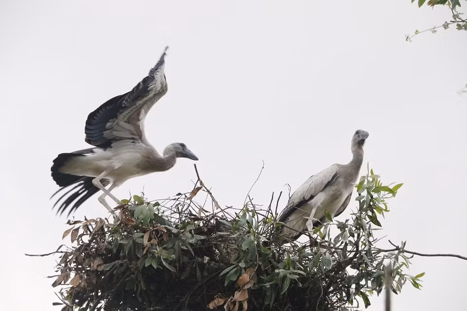 Las aves se ven principalmente en la región suroeste de Vietnam. (Fuente: VNA)
