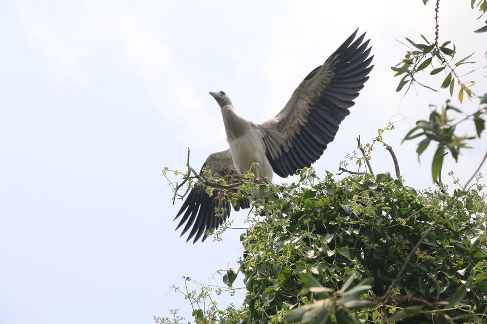 Más de 100 mil cigüeñas han anidado en el bosque de Gao Giong(Fuente: VNA)