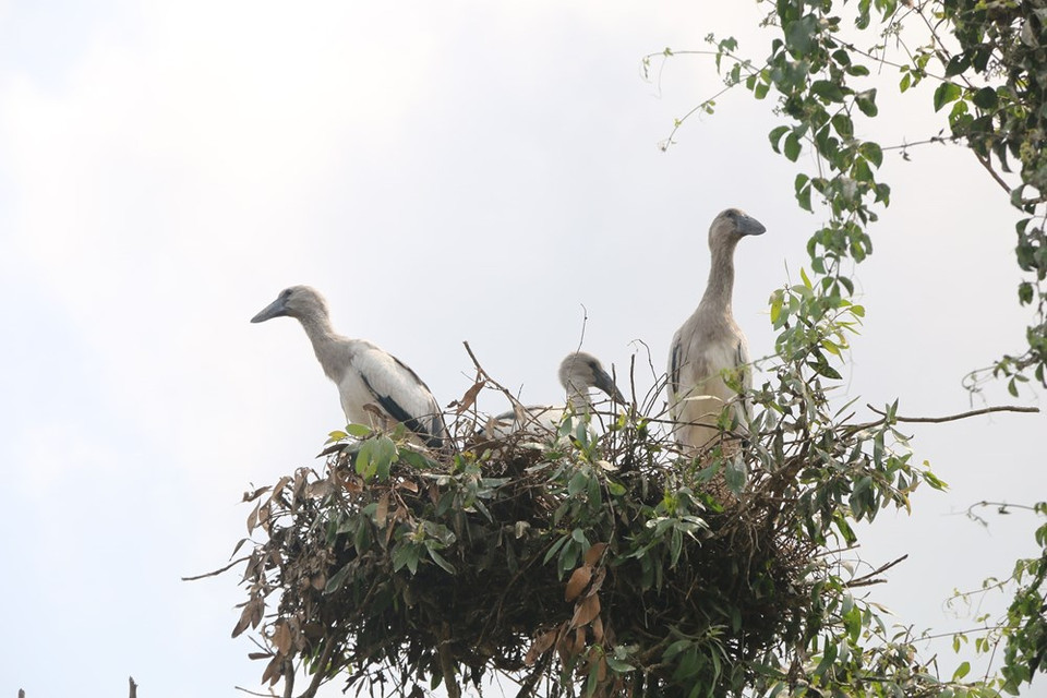 El bosque de cajeput de Gao Giong cubre un área total de mil 600ha, que comprende 1.200ha de bosque cajeput, que alberga más de 100 especies de aves. (Fuente: VNA)