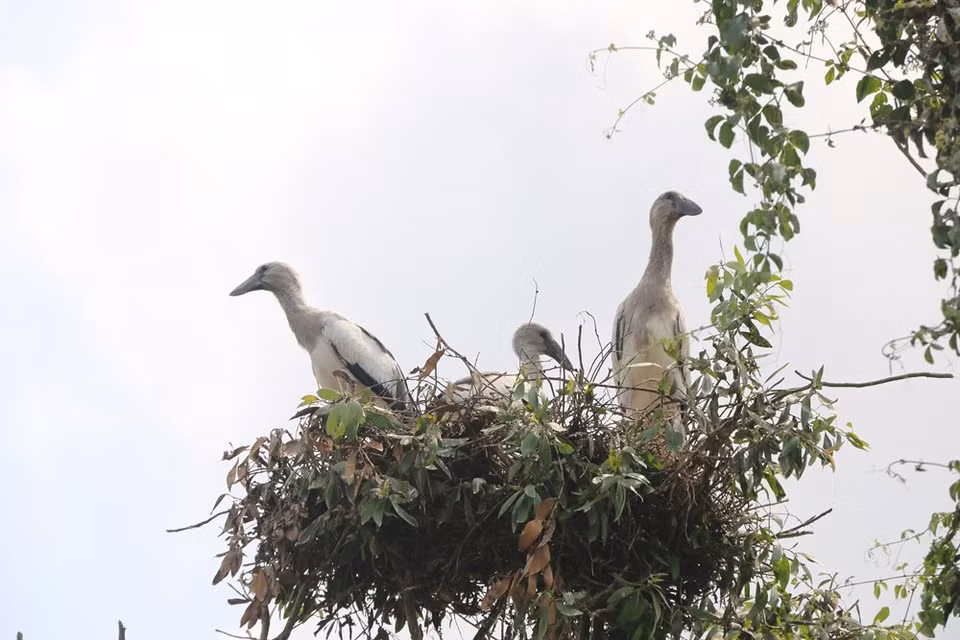 El bosque de cajeput de Gao Giong cubre un área total de mil 600ha, que comprende 1.200ha de bosque cajeput, que alberga más de 100 especies de aves. (Fuente: VNA)