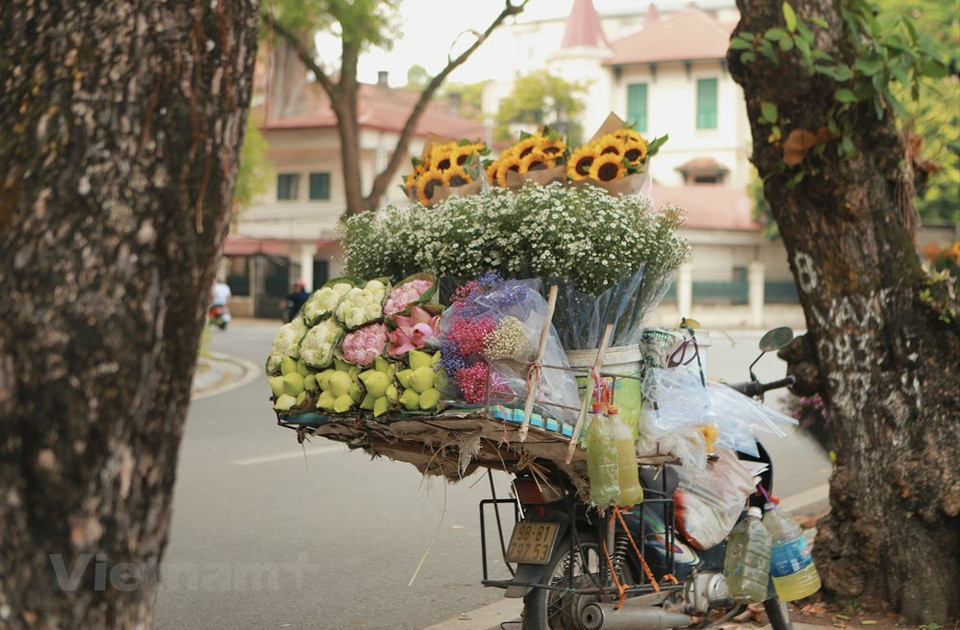 Durante los primeros días de octubre, que se asocian al otoño, el tiempo parece más fresco, con brisas suaves y sol dorado. Hanoi resplandece con una belleza suave pero igualmente romántica. La bulliciosa vida cotidiana aparenta ser más lenta, dando paso a emociones asentadas. Al pasear por las calles, se pueden percibir las brisas y la atmósfera del otoño al encontrarse con canastas de flores en bicicleta o cestas de com (arroz glutinoso tierno) de vendedores ambulantes. Las imágenes hacen que las calles de Hanoi parezcan más animadas bajo el sol. Al vivir una vida agitada en calles polvorientas, las cosas sencillas hacen que la gente se sienta cómoda y tranquila. (Foto: Vietnam+)