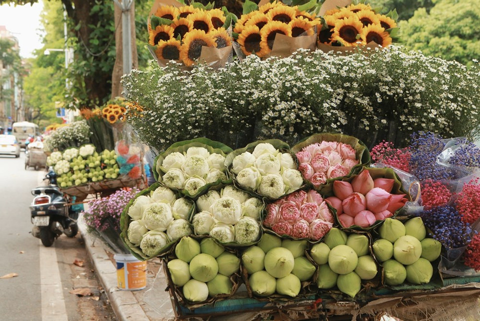 Cuando el clima se vuelve gradualmente más frío, en octubre, y los rayos del sol brillan a través de las hojas de los árboles, en cualquier rincón de Hanoi, no es difícil ver las bicicletas con diferentes tipos flores de colores que aparecen en medio del flujo constante de personas y vehículos. Entre las flores, se destacan el loto y la margarita. La margarita es una flor blanca de pura belleza. Mientras el loto ha sido apreciado como una singular especie de flor por el pueblo vietnamita. Hanoi también tiene muchas variedades preciosas de loto, especialmente las de la zona del Lago del Oeste. (Foto: Vietnam+)
