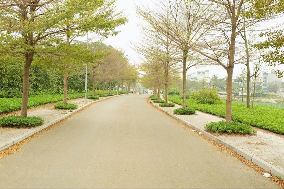 Cuando las hojas cambian de color, muchas personas creen que llega la temporada más bella de la capital de Vietnam. La estación de otoño comienza a menudo en septiembre. Con la caída de las hojas, los rayos de sol amarillentos como la miel y la brisa fresca que lleva el aroma de las flores de Alstonia scholaris, la capital milenaria se vuelve más encantadora y hechiza el corazón de muchas personas. Los coloridos ramos de flores en bicicletas son una imagen familiar de la capital milenaria. Las calles están llenas de hojas muertas teñidas con el color amarillo del tiempo, trayendo una sensación de nostalgia poética. (Foto: Vietnam+)