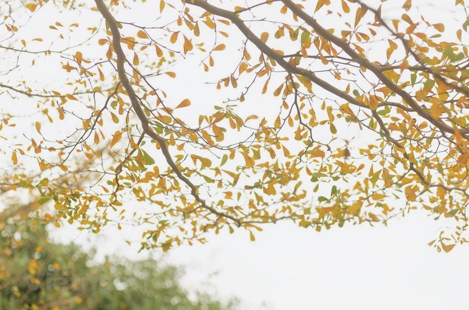 Muchos mencionan al otoño como el mejor período del año en Hanoi. La capital vietnamita hechiza a sus visitantes y los residentes locales, cuando el sol ya no arde, las hojas cambian de color y un ligero viento acaricia el rostro otoñal. Los rayos del sol en otoño no son fuertes como en el verano, por el contrario, parecen frescos y dan un toque poético a las calles de Hanoi. Gracias al tono amarillo otoñal, las vías de repente se vuelven líricas y románticas como en las películas. Las personas suelen decir que es una lástima si no se da un paseo por Hanoi durante estos días. (Foto: Vietnam+)