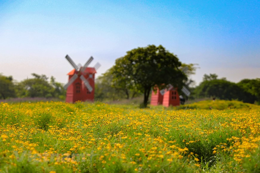 Esta planta tiene origen del Centro de Texas (Estados Unidos) y el Norte de México. En Vietnam, esta flor se distribuye principalmente en los bosques tropicales. (Foto: Vietnam+)