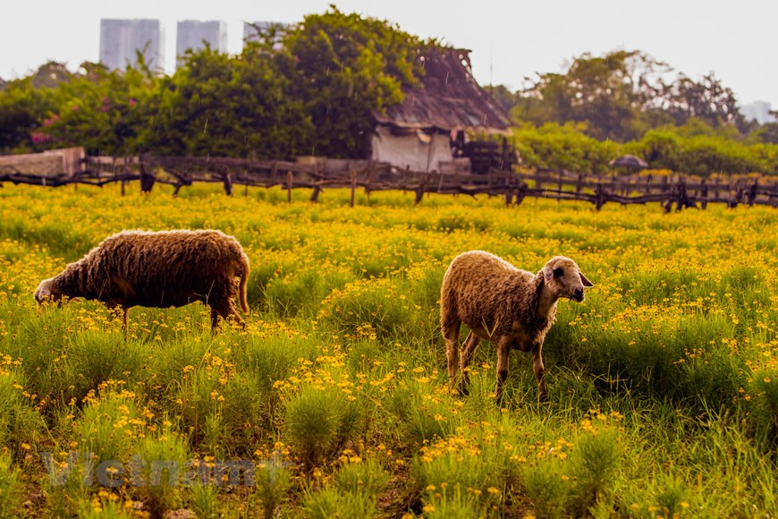 Con el fin de tener este jardín de flores, el propietario del jardín cuidó las plantas y las plantó a partir de semillas hace 4-5 meses. (Foto: Vietnam+)
