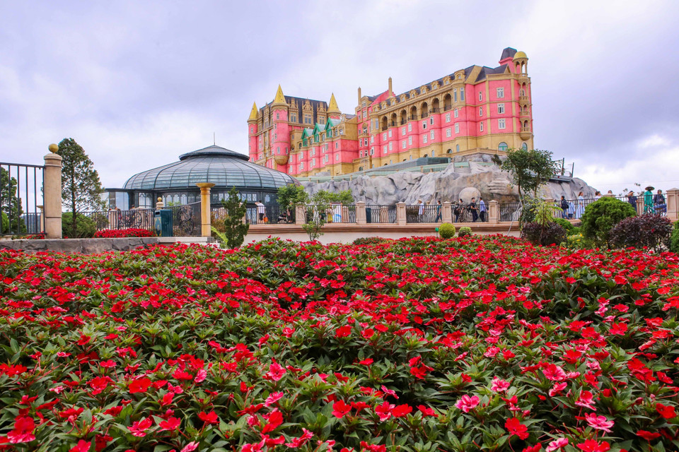 La zona turística Sun World Ba Na Hills se sumerge en la naturaleza con alfombras de flores de color rojo brillante. (Foto: VNA)