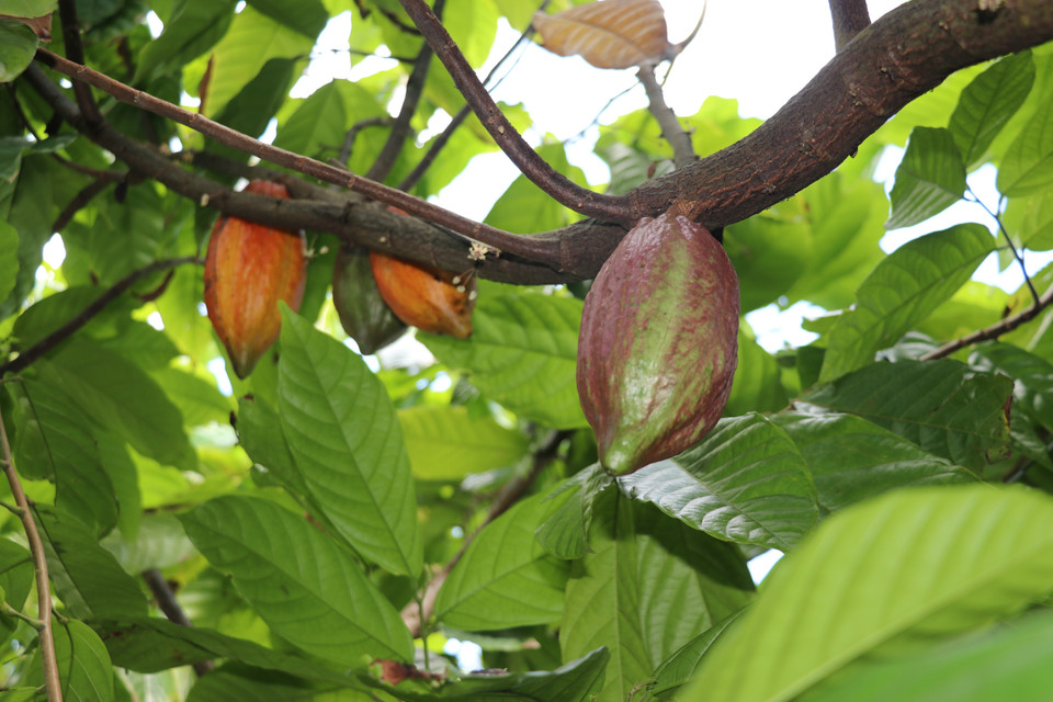 Árboles y frutos de cacao en el huerto de la empresa Xuan Ron Cho Gao. Foto: VNA