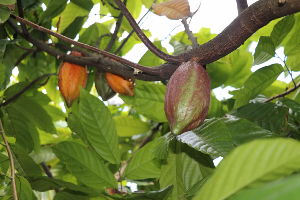 Árboles y frutos de cacao en el huerto de la empresa Xuan Ron Cho Gao. Foto: VNA