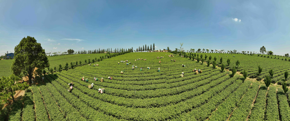 La empresa Gia Dat Viet (comuna de Loc Quang, distrito de Bao Loc) tiene 350 hectáreas de producción de té orgánico. Foto: Vu Sinh – VNA