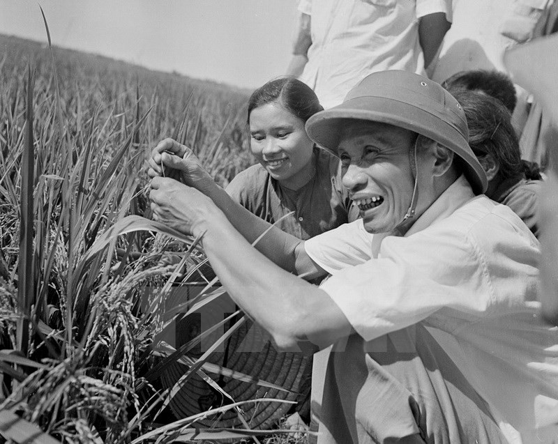 Recorrió un campo de arroz de alto rendimiento en la provincia norteña de Nam Ha (ahora dividada en Ha Nam y Nam Dinh), en 1969 (Fuente: VNA)