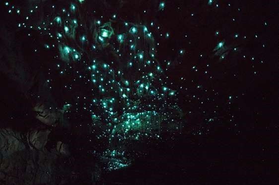 Cuerva Waitomo Glowworm de Nueva Zelanda (Fuente: msn)