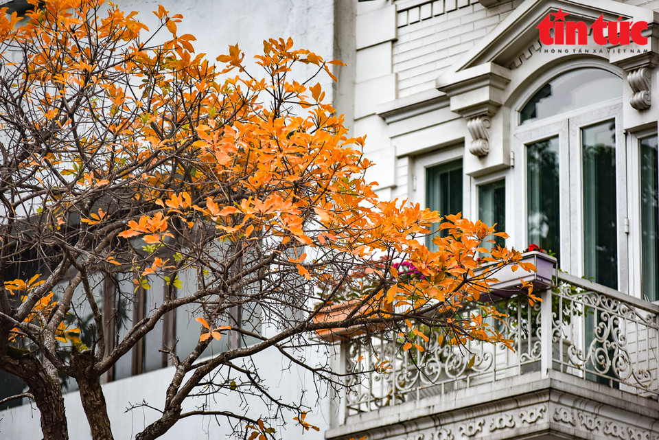 Las hojas de los manglares de agua dulce muestran su belleza. (Foto: VNA)