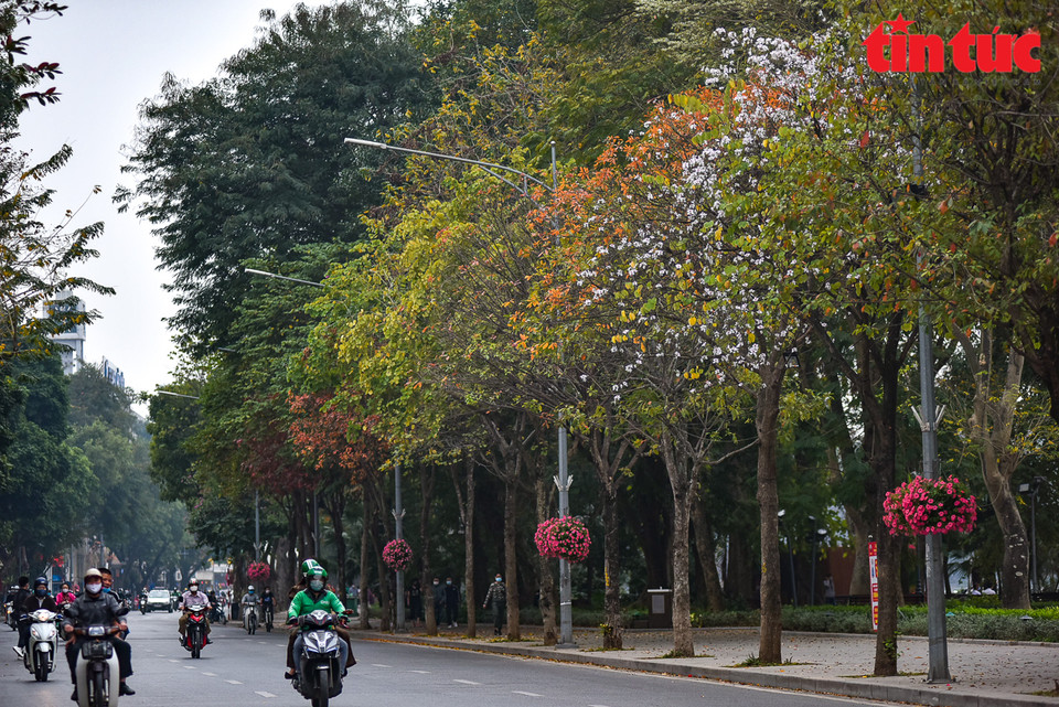Las hojas amarillas y rojas de manglares de agua dulce se extienden a lo largo de la calle Dinh Tien Hoang, en el distrito capitalino de Hoan Kiem. (Foto: VNA)