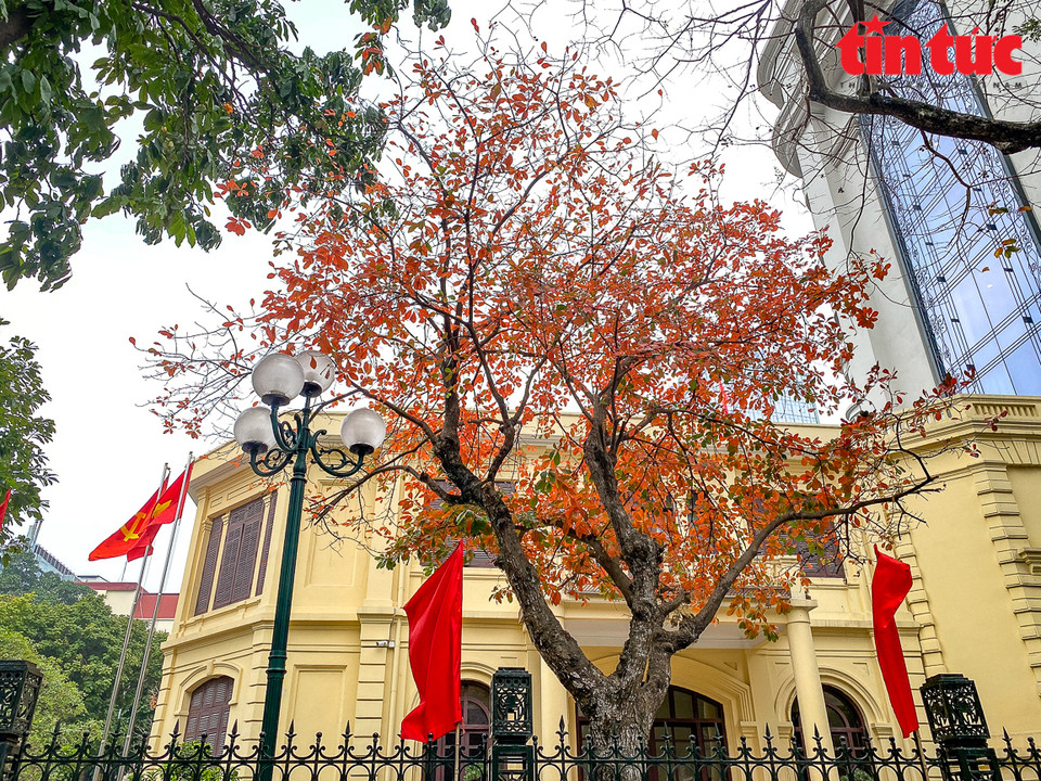 El área del lago Hoan Kiem en el centro de Hanoi se vuelve atractiva durante la temporada de cambio de hojas de los manglares de agua dulce. (Foto: VNA)