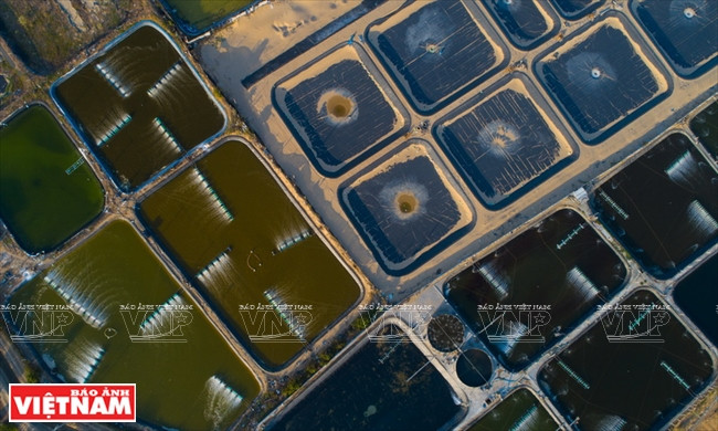 Ninh Thuan tiene 900 ha de camarones criados en la arena, principalmente en la comuna de Phuoc Dinh, distrito de Ninh Phuoc.