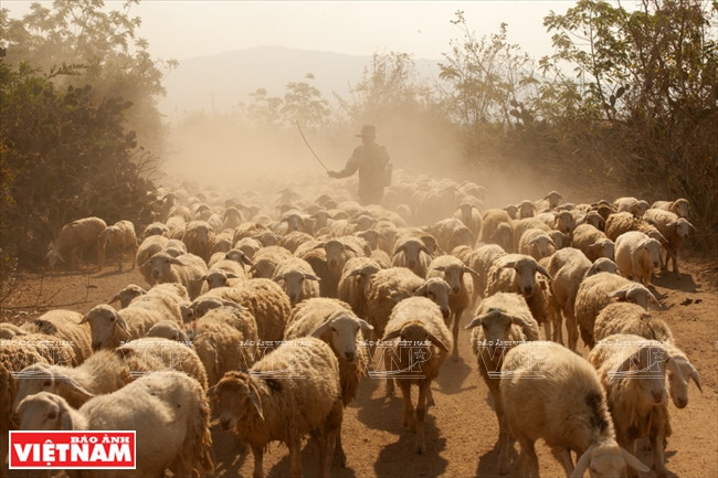 Asegurar suficientes alimentos y agua para las ovejas en la estación seca es un desafío para los locales.