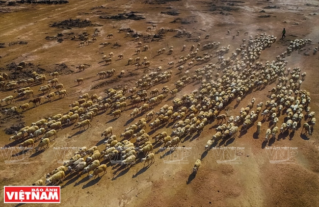 Desde temprano en la mañana, los compesinos conducen a una manada de más de mil ovejas hacia lugares lejanos con la esperanza de encontrar más comida para ella.