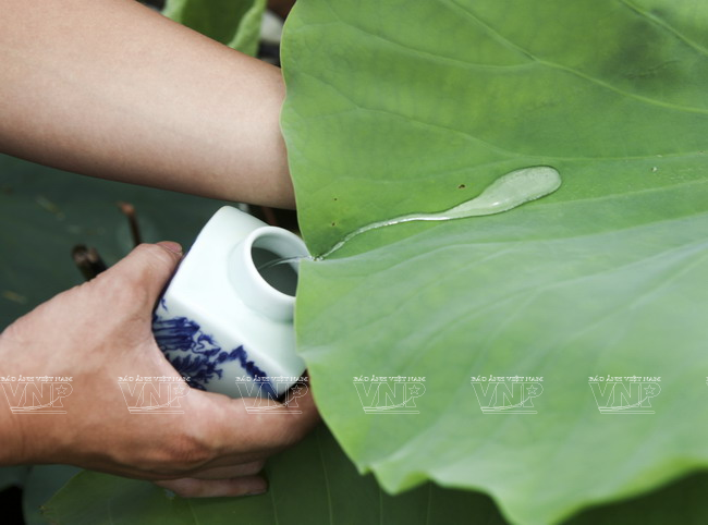 Aquellos exigentes suelen cosechar rocíos de la madrugada para la infusión. Se cree que el agua pura puede optimizar el sabor del té.(Fuente: VNA)