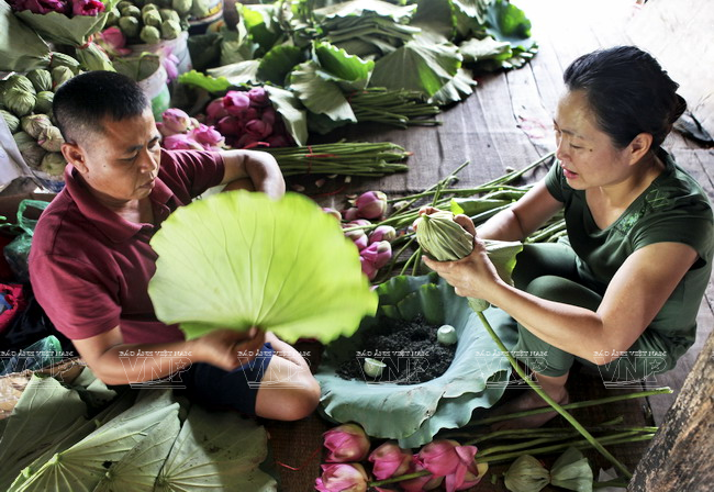 El té, mezclado con amarillas anteras, es cubierto por hojas de loto. Fuente: VNA)