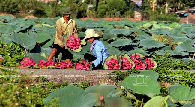 Conocedores de esta elegancia prefieren las flores del loto cultivado en lago Oeste. Esta especie, llamada “bach diep” (cien pétalos), tiene una fragancia especialmente agradable. (Fuente: VNA)