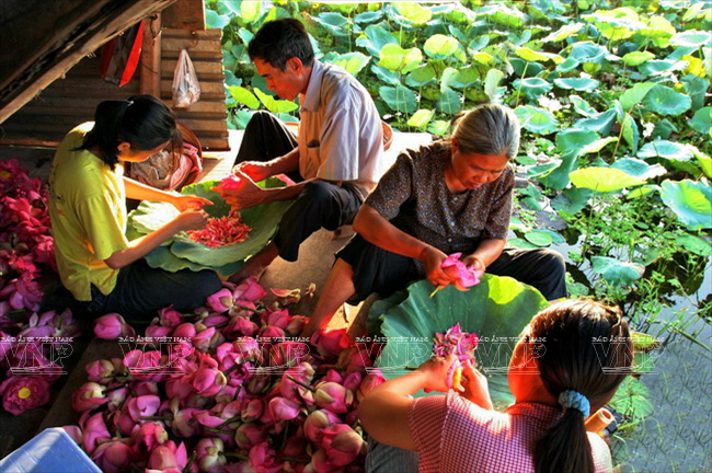 En tiempos lejanos, el té aromatizado de loto era oferta al rey, miembros de la familia real y la corte. Ahora es servido a estimados visitantes o como regalo identificador de la cultura capitalina. (Fuente: VNA)