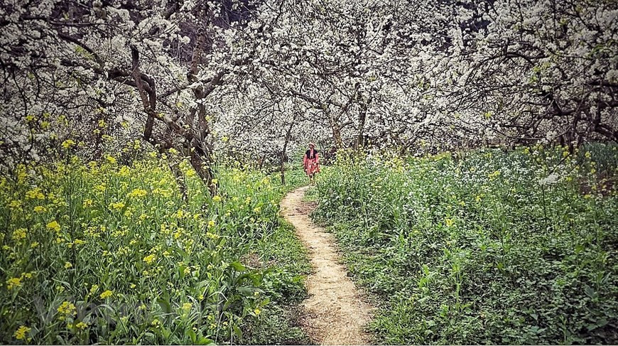 Carreteras con flores de color blanco puro por encima y césped verde por debajo impresionan a los visitantes de la meseta de Moc Chau. (Foto: Vietnam+)