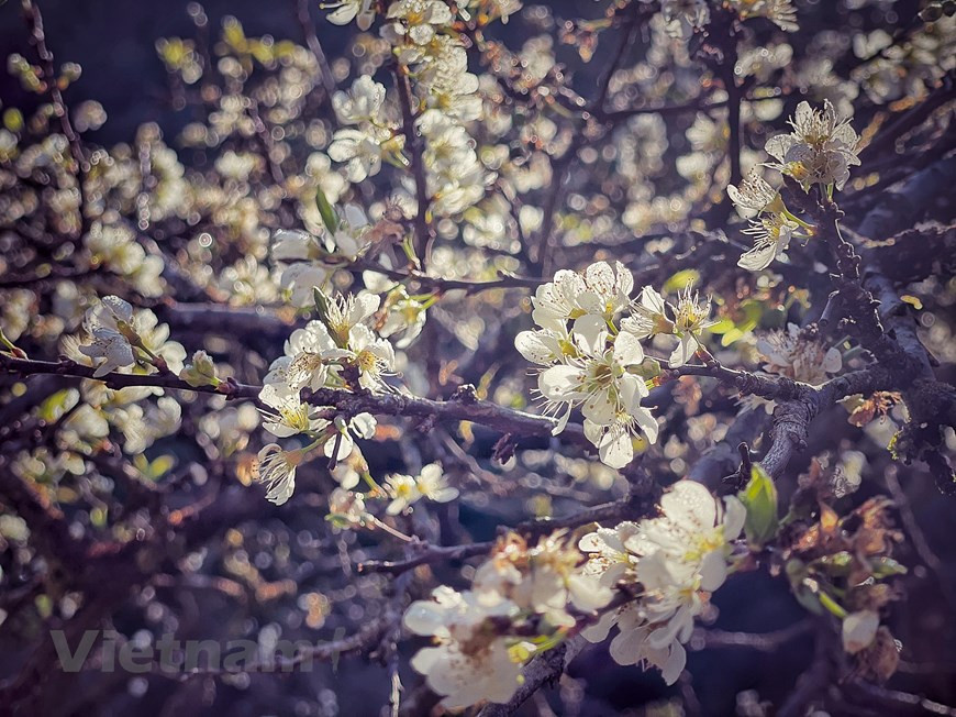 Las flores del ciruelo están en plena floración en Moc Chau. (Foto: Vietnam+)