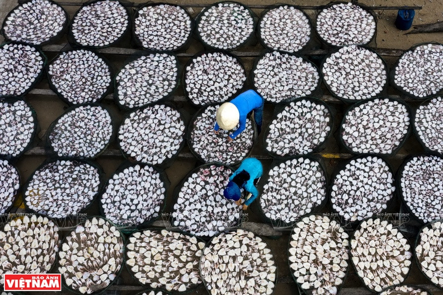 Procesamiento de mariscos en Sa Huynh, poblado de Duc Pho. (Foto: VNA)