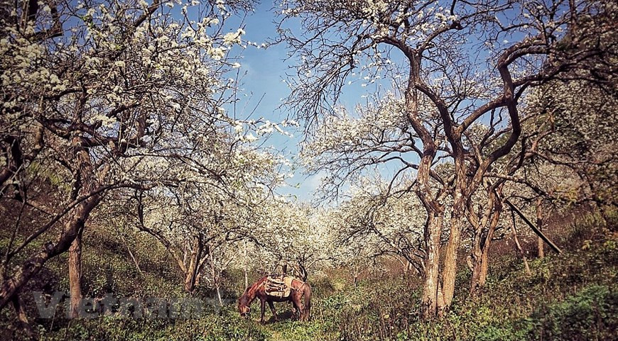 Un valle impresionante con flores parecidas a la nieve en Moc Chau, provincia de Son La. (Foto: Vietnam+)